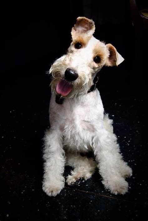 Pin On Wired Hair Fox Terriers
