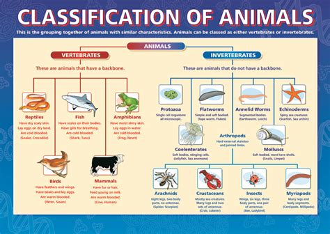 Science Fun Party Investigate The Animal Kingdom Vertebrates