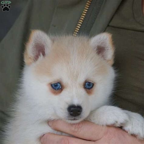 Artica available for adoption at www.petswithoutparents.net. Mochi - Pomsky Puppy For Sale in Ohio | Pomsky puppies ...
