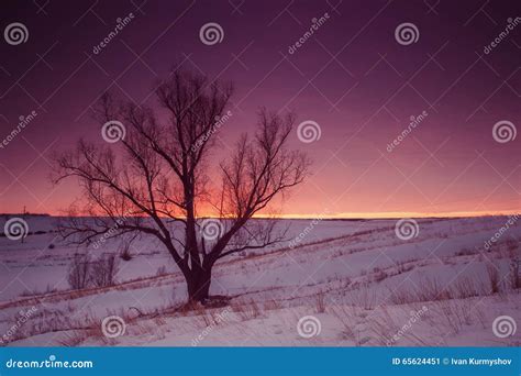 Winter Nature Landscape Silhouette Of Tree At Sunset Stock Image