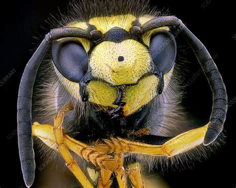 Wasp Head Stock Image C0182479 Science Photo Library