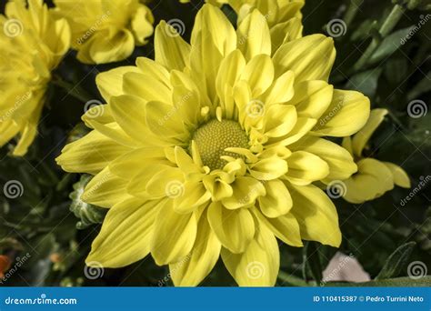 Chrysanthemum Flower Yellow Close Up Stock Image Image Of Floral