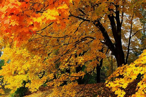 Fall Time Free Stock Photo Public Domain Pictures