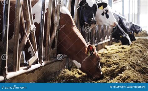 Herd Of Cows Eating Hay In Cowshed On Dairy Farm Stock Footage Video Of Industrial Group