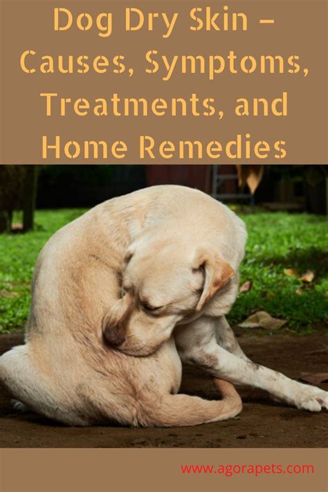 Dog Dry Skin Causes Symptoms Treatments And Home Remedies Dog