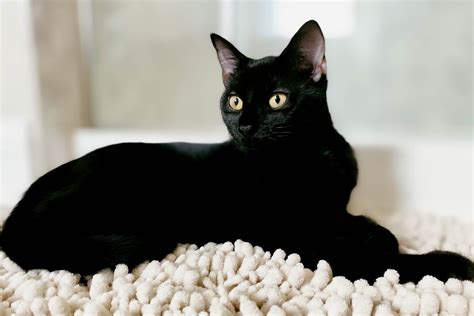 22 Beautiful Black Cat Breeds Readers Digest