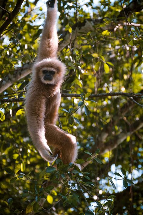 Monkey Hanging From Branch High Resolution Stock Photography And Images