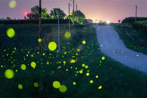 Fewer Fireflies Lighting Up Iowas Summer Nights The Gazette