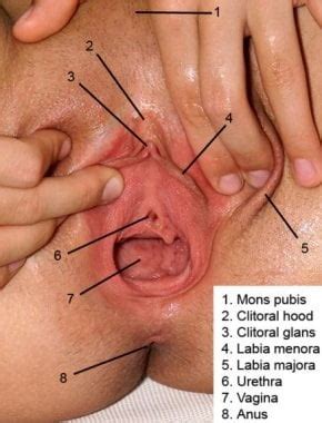Anatomie D Ouverture Vaginale Le Sur Regarder