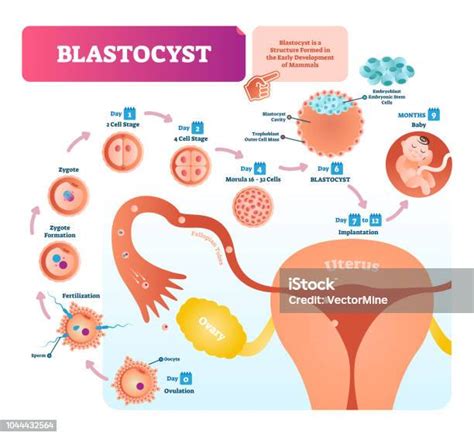 Blastocyst Vector Illustration Infographic Biological Embryo Early