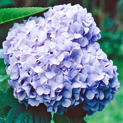 Known For Their Beautiful Blooms And Leafy Foliage Hydrangeas Are The