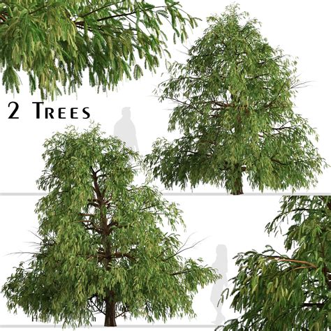 Artstation Set Of Cryptomeria Fortunei Trees Japanese Cedar 2