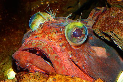 The names of various fins and parts of the body are constantly occurring in the description of the species. Crazy Creature Of The Week: Sarcastic Fringehead, or ...