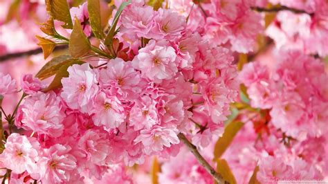 A decorative cherry blossom motif appears on the cover of this japanese textbook. Beautiful Pink Japanese Sakura Tree HD Desktop Wallpapers ...
