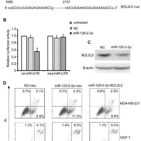 bcl2l2 is a direct target of mir 129 2 3p in breast cancer cells a download scientific