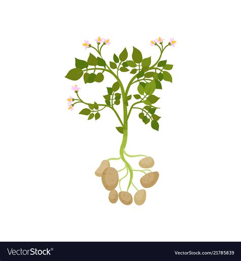 Potato Plant With Green Leaves And Small Blooming Vector Image