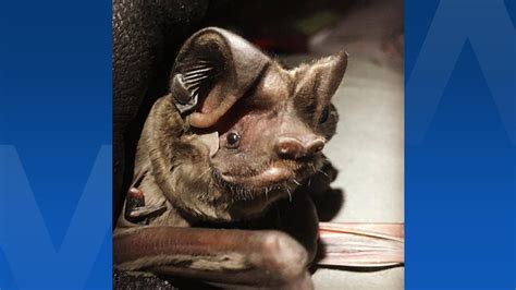Lawsuit Seeks Protection For Bats Only Found In South Florida