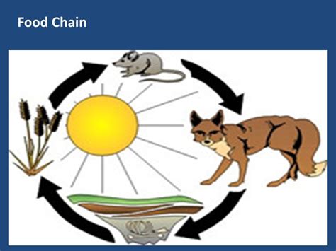 Land Food Chains