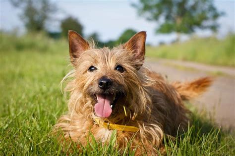 Australian Terrier Breed Info And Care