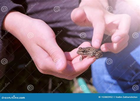 Boy Holds In Hands Catching Little Frog And Touches It Back Hands