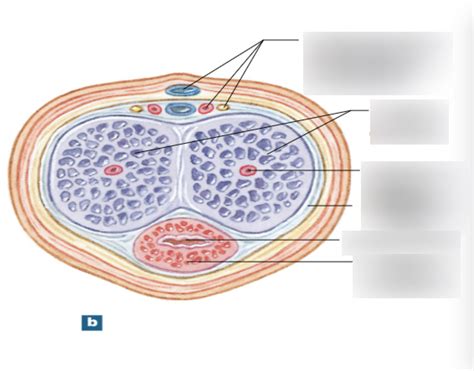 Dick Cross Section Diagram Quizlet