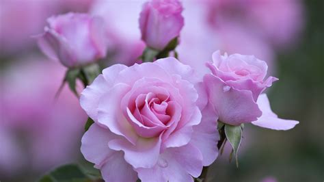 Wallpaper Pink Rose In Bloom During Daytime Background Download Free