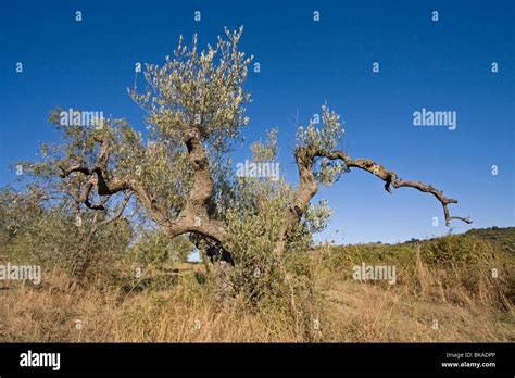Olive Tree Olivenbaum Hi Res Stock Photography And Images Alamy