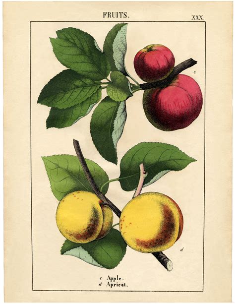 Vintage Botanical Fruit Download Apples And Apricot