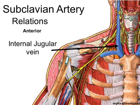 Lets Know What Is The Function Of Subclavian Artery My Health Only