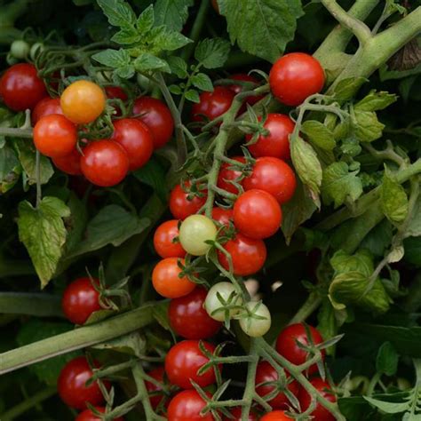 The tomato plant has a compact and tidy habit with branched trusses of fruit forming on the outside of the plant making. Candyland Red Tomato