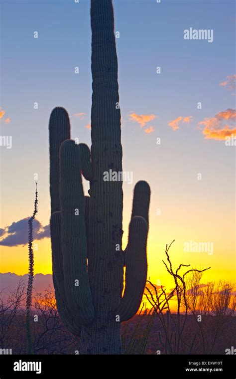 Saguaro Cactus Carnegiea Gigantea Silhouette At Sunset Saguraro