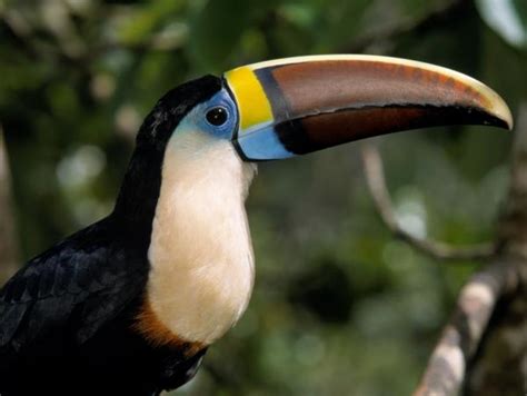 Trinidad And Guyana Birdwatching And Nature Holiday Helping Dreamers Do