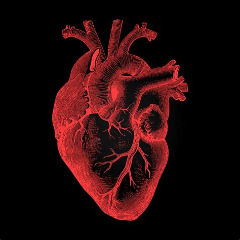 Human Heart Images