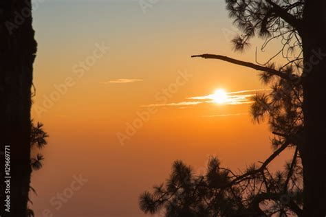 Sunrise In A Pine Tree Forest Stock Photo And Royalty Free Images On