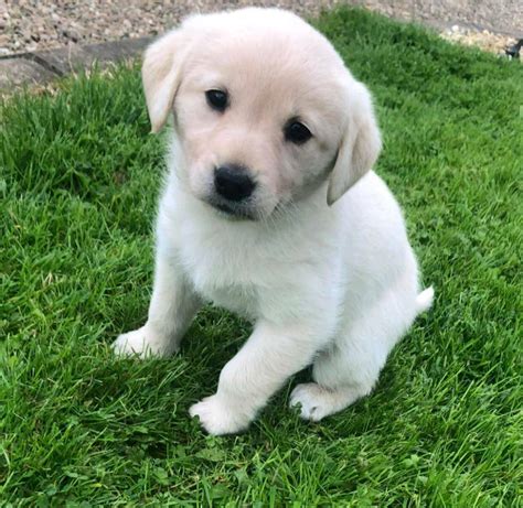 We do have english lab puppies. Golden labrador puppies for sale. | in Omagh, County ...