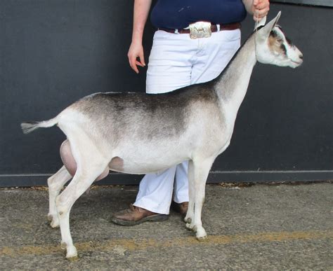 Sable Senior Does 2 Year Old Klisses Dairy Goats