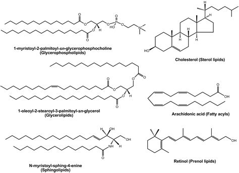 Filelipid Examplespng Wikimedia Commons