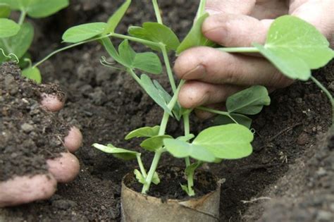 Grow Sugar Snap Peas In Pictures