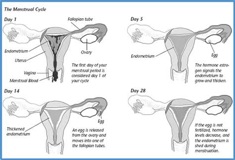 Your menstrual cycle length and the day of ovulation are directly related. Michelle's Biology (:: 3.10) Menstrual cycle