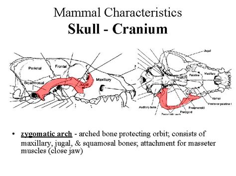 Mammal Characteristics Skull Cranium Mandible Large Cranial Cavity