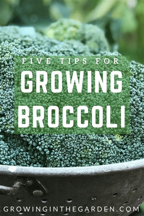 Five Tips For Growing Broccoli Growing Broccoli Organic Vegetable