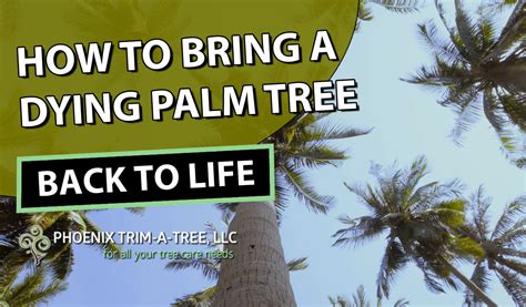 How To Revive A Dying Indoor Palm Tree Wallpaper