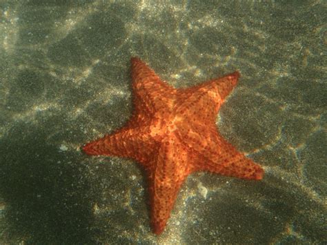 Brown Starfish Underwater Photography Free Image Peakpx