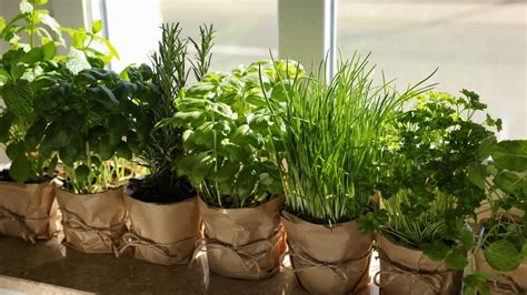 Tips For Growing Garden Herbs Indoors