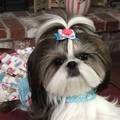 2,375 likes · 5 talking about this. Pin by Debbie C on Shih-Tzu Angels so Adorable! | Dog grooming, Shih tzu, Shih tzus