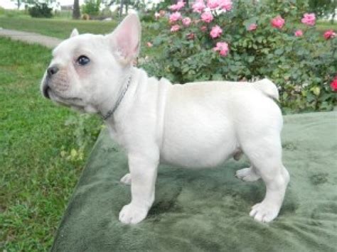 They all will leave with 5 gen pedigree,micro chip,kc papers,5 week free insurance,vet check, health record sheet and some food, they will be fully flead and wormed. French Bulldog Puppies For Sale