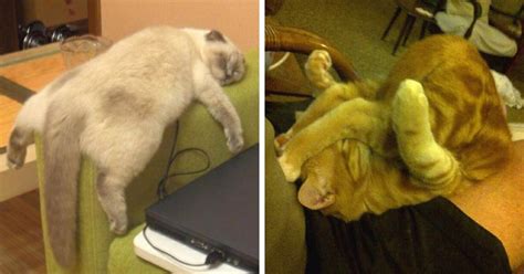 10 Cats Who Have Mastered The Art Of The Cat Nap Cats My Life