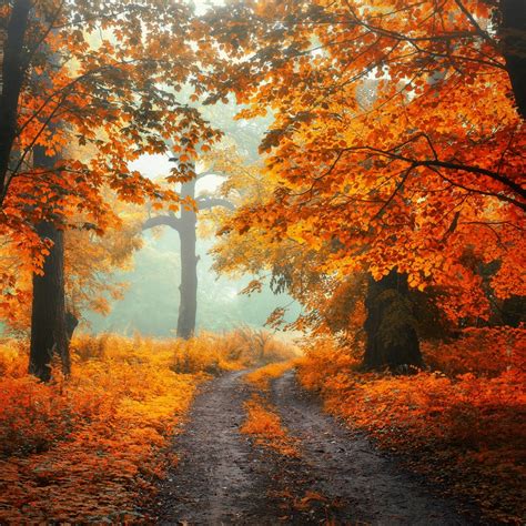 Gravel Road Through Autumn Forest