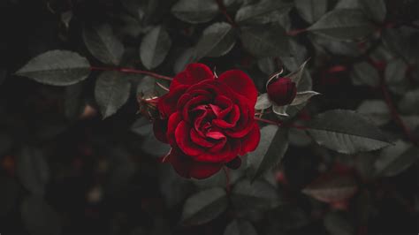 In these page, we also have variety of images available. Wallpaper Red rose, darkness 3840x2160 UHD 4K Picture, Image