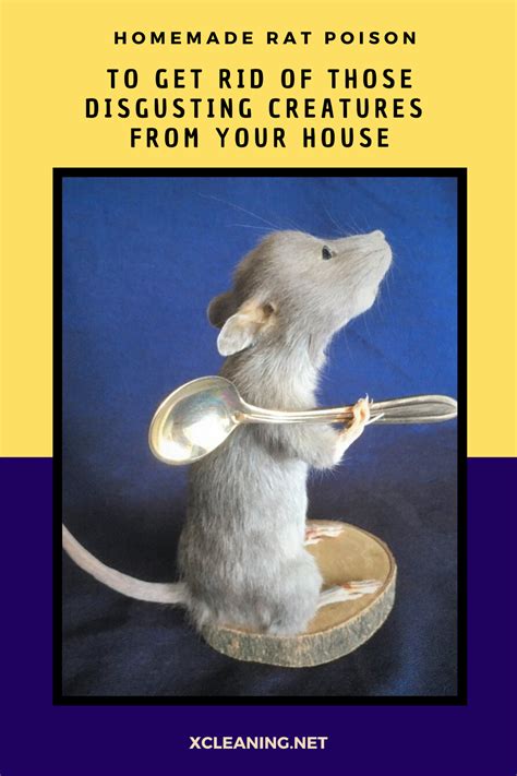 An easy to make and use mouse trap that will get rid of dozens of mice and rats in just a couple days for less than $1.00. Homemade Rat Poison To Get Rid Of Those Disgusting ...